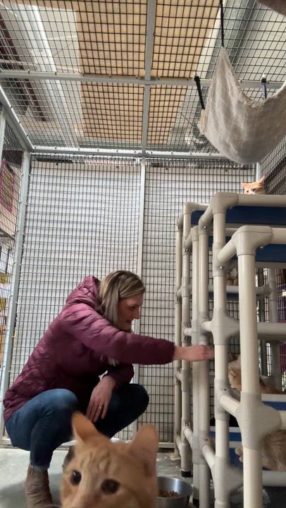 Enlarge Metro, a ADOPTABLE Domestic Short Hair in Okanogan, WA video 3/3