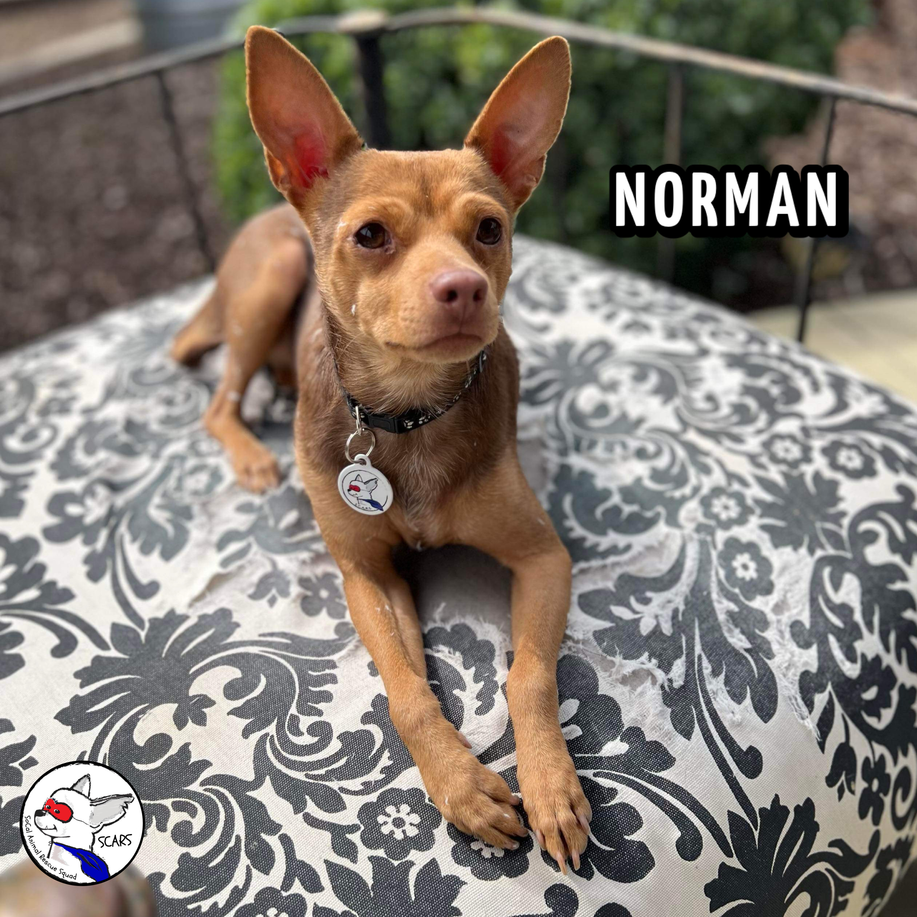 Enlarge NORMAN, a Adoptable mixed breed in Glendora, CA image 3/6