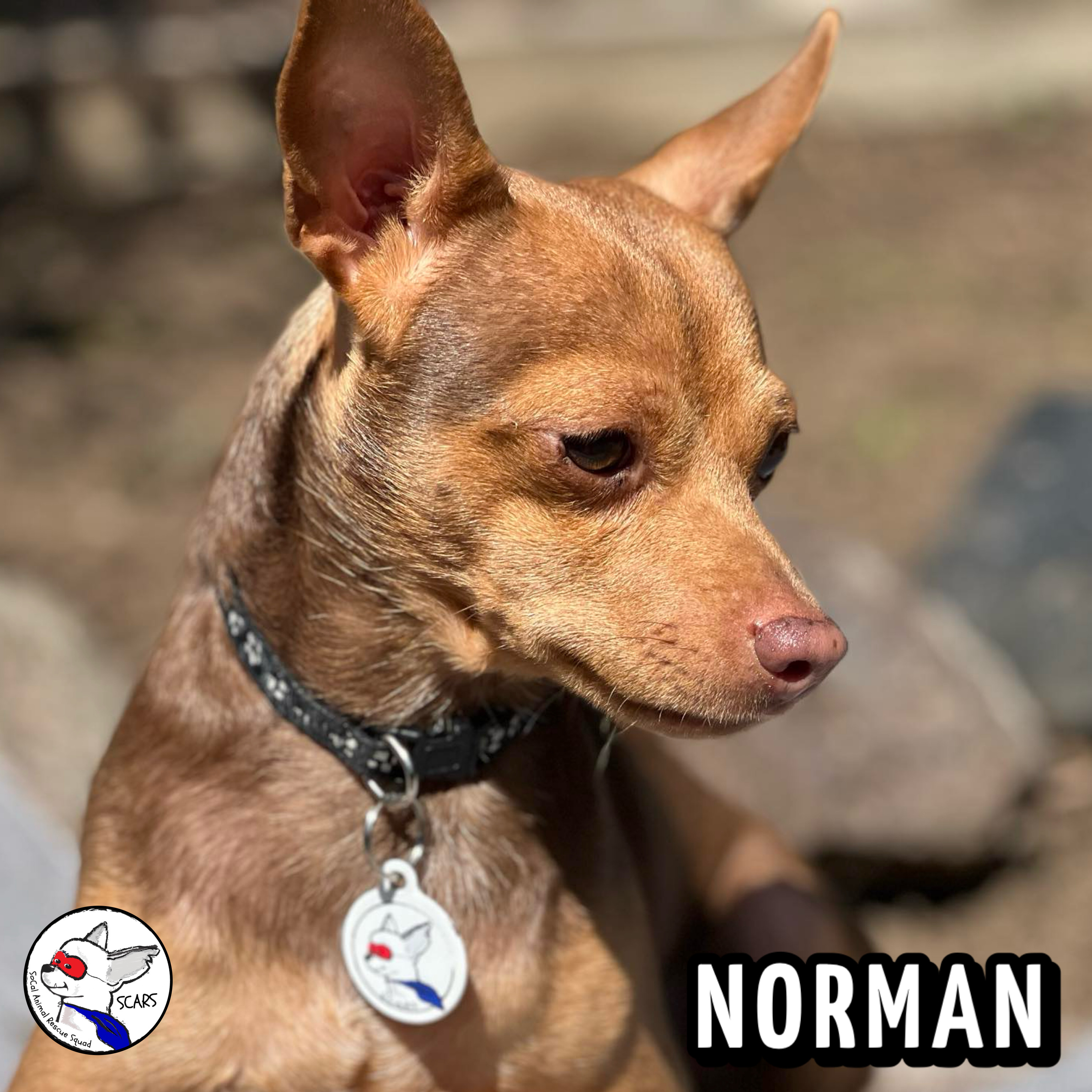 Enlarge NORMAN, a Adoptable mixed breed in Glendora, CA image 6/6