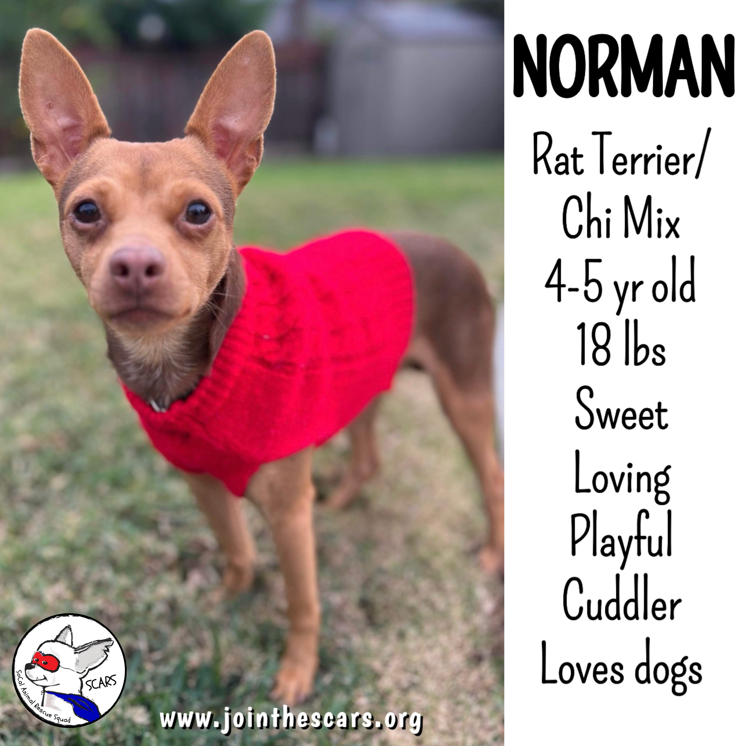 Enlarge NORMAN, a Adoptable mixed breed in Glendora, CA image 1/6