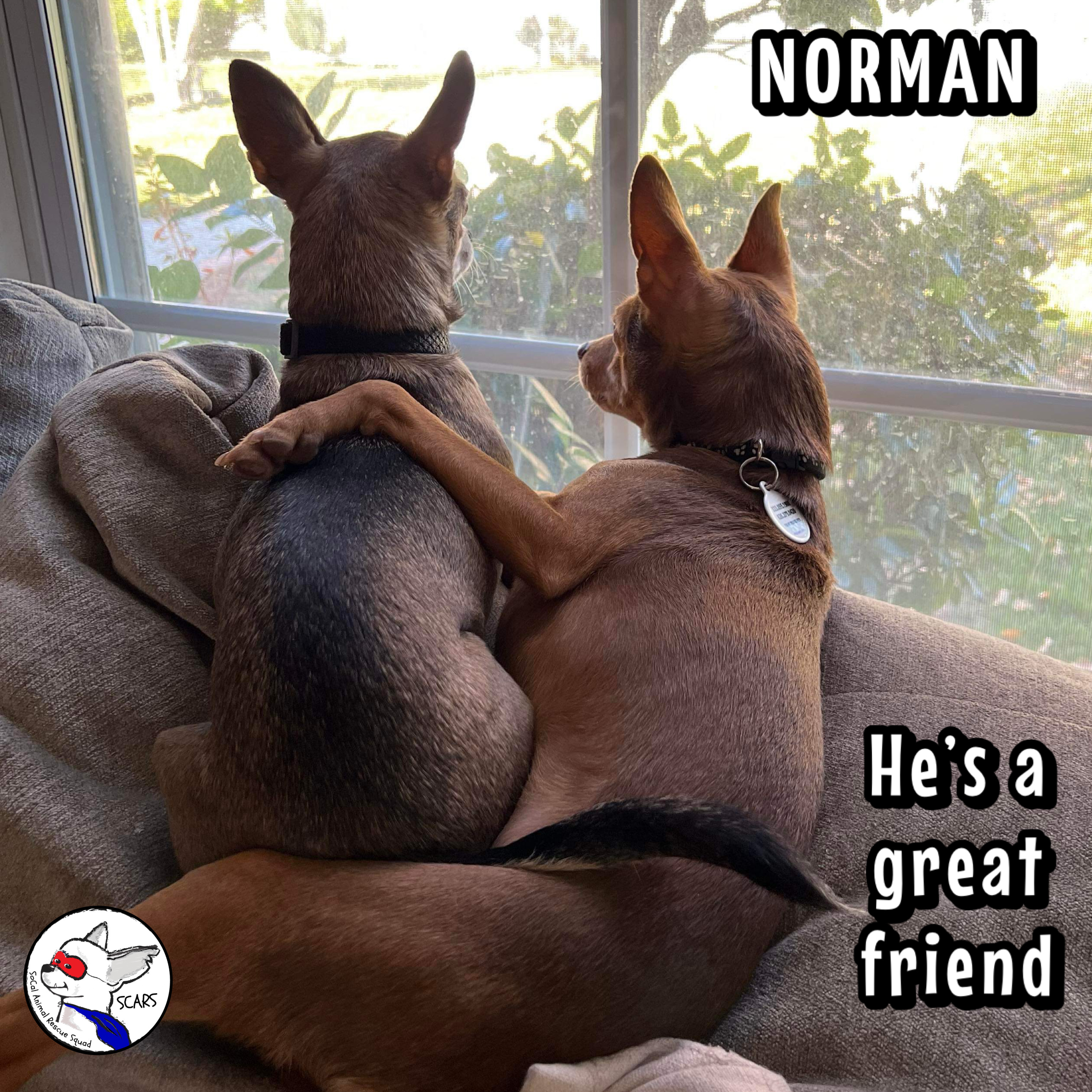 Enlarge NORMAN, a Adoptable mixed breed in Glendora, CA image 4/6