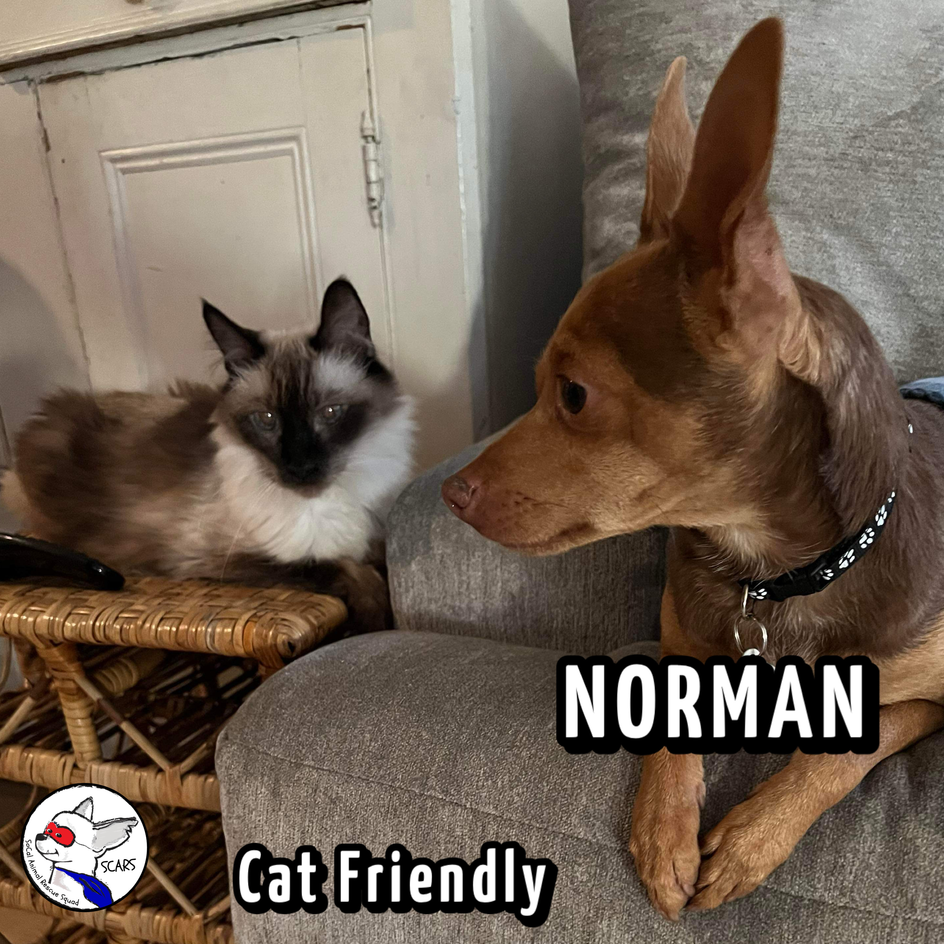 Enlarge NORMAN, a Adoptable mixed breed in Glendora, CA image 5/6