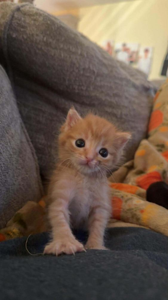 Nelson, Adopted, Kitten Male Domestic Short Hair.
