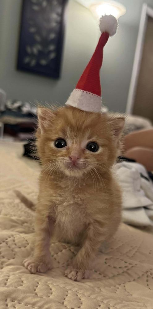 Enlarge Nelson, a Adopted Domestic Short Hair in WARNER ROBINS, GA image 4/4