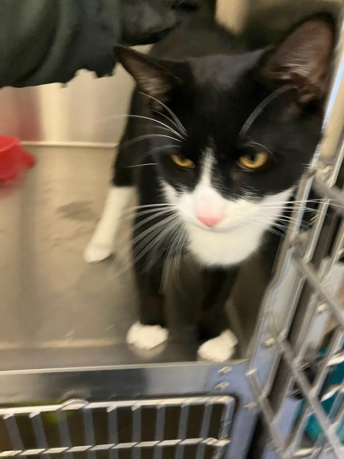 Bo, Adoptable, Young Male Tuxedo.