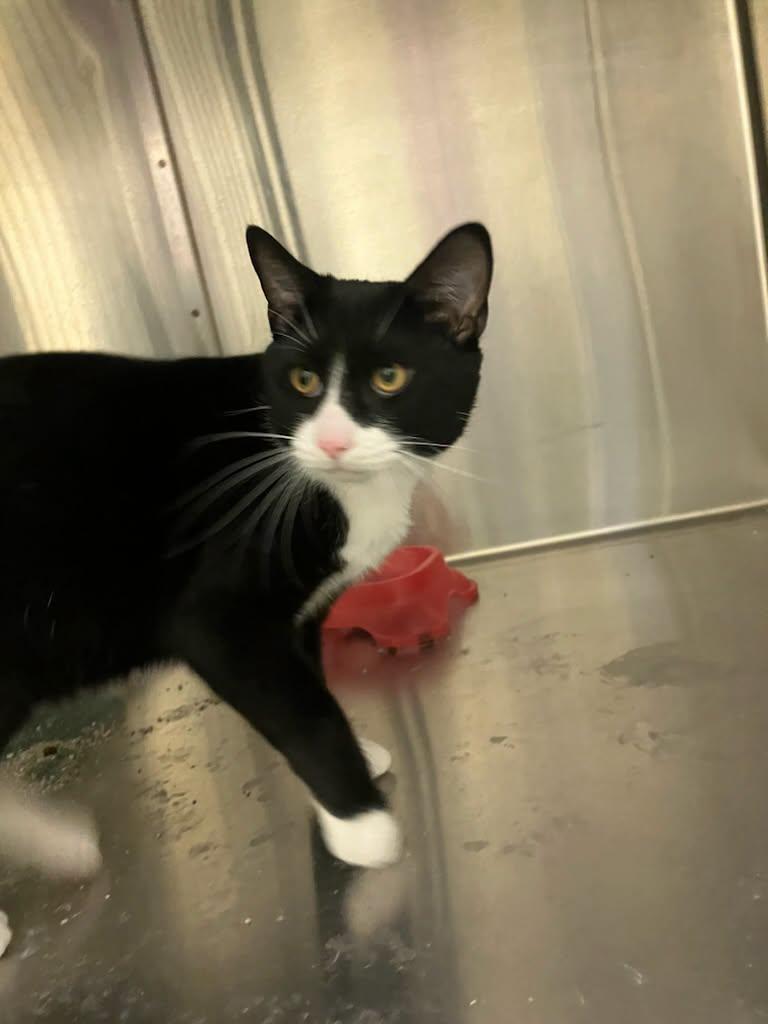 Enlarge Bo, a Adoptable Tuxedo in Brockton, MA image 2/2