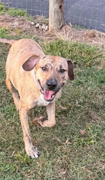 Tiggy, Adoptable, Adult Female Catahoula Leopard Dog & Mixed Breed.