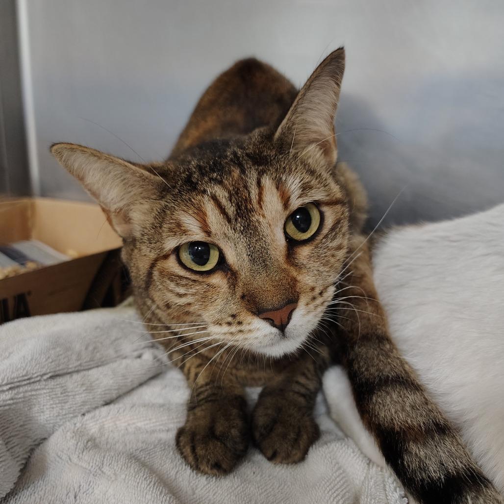 Kiki (fka Pom Pom), Adoptable, Adult Female Domestic Short Hair.