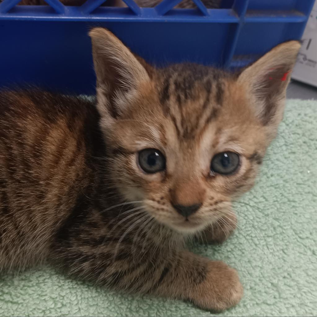 Kiki (fka Pom Pom), a Adoptable Domestic Short Hair image 2/6