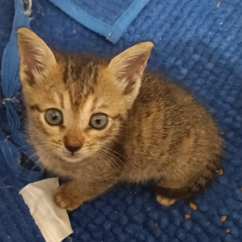 Kiki (fka Pom Pom), a Adoptable Domestic Short Hair image 3/6