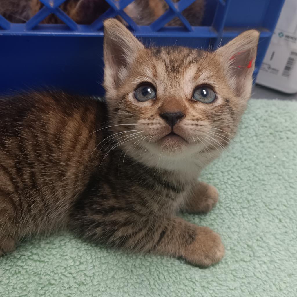 Kiki (fka Pom Pom), a Adoptable Domestic Short Hair image 4/6