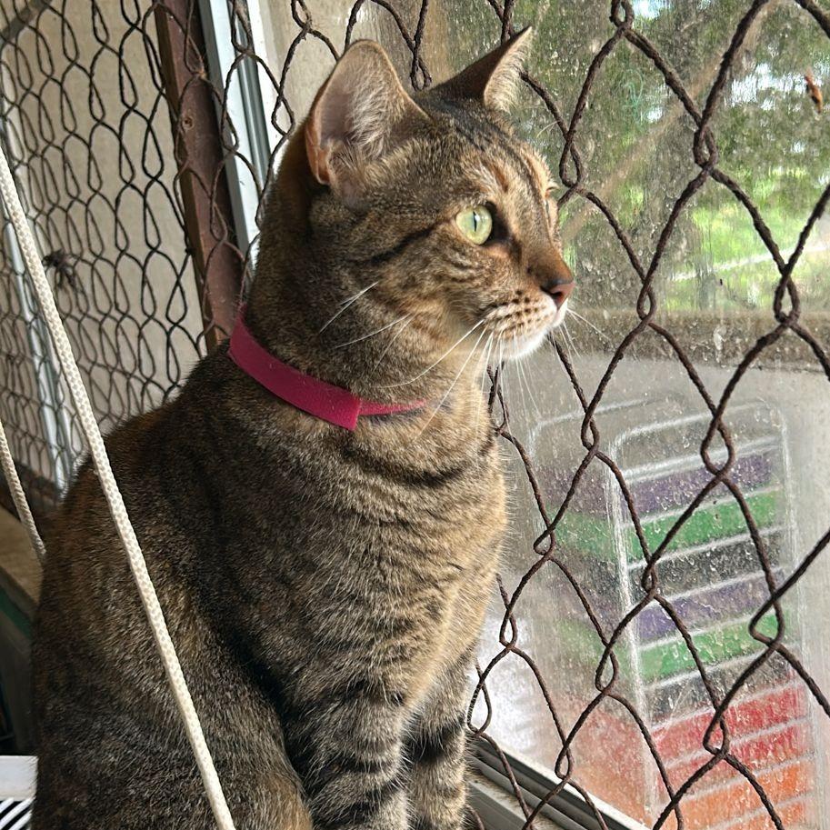 Kiki (fka Pom Pom), a Adoptable Domestic Short Hair image 5/6