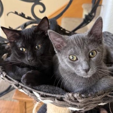 LeBronie & Miles (Bonded Sisters) photo 1