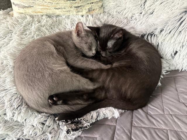 LeBronie & Miles (Bonded Sisters) photo 2