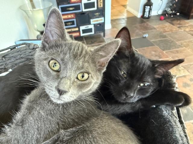 LeBronie & Miles (Bonded Sisters) photo 5