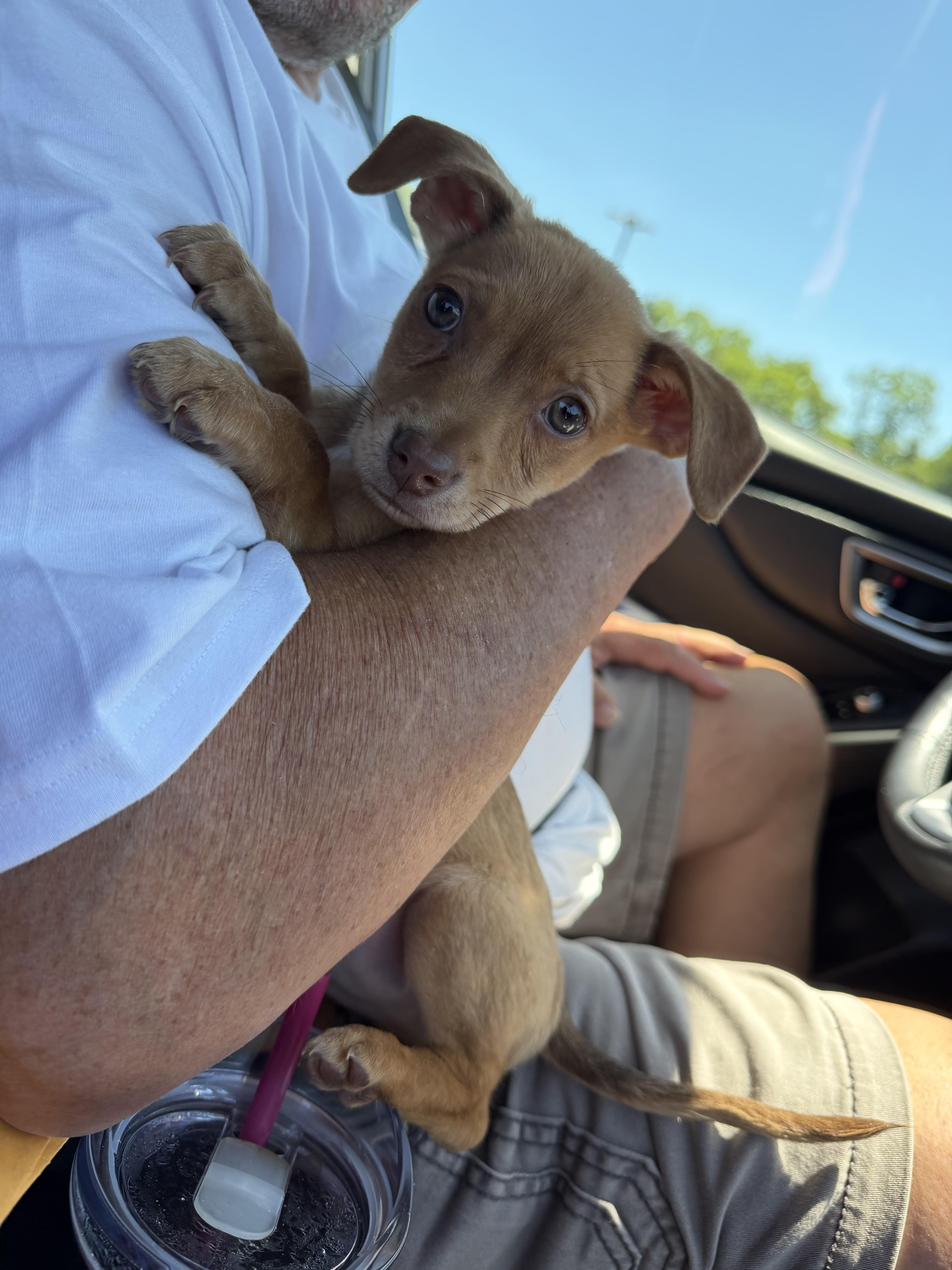 Rocky, adopted, Puppy Male Mixed Breed.