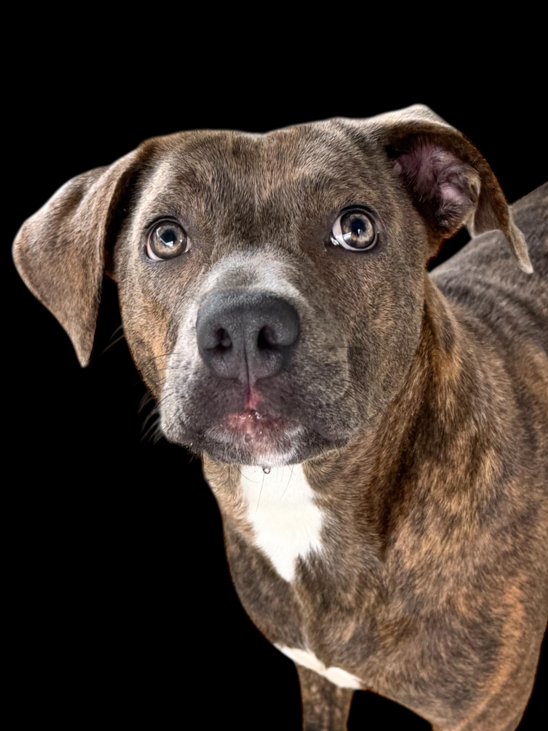 Moxie, Adult Female Bulldog