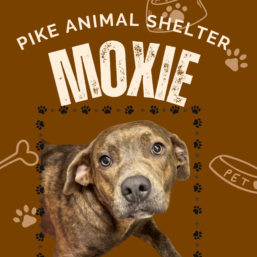 Moxie photo 3
