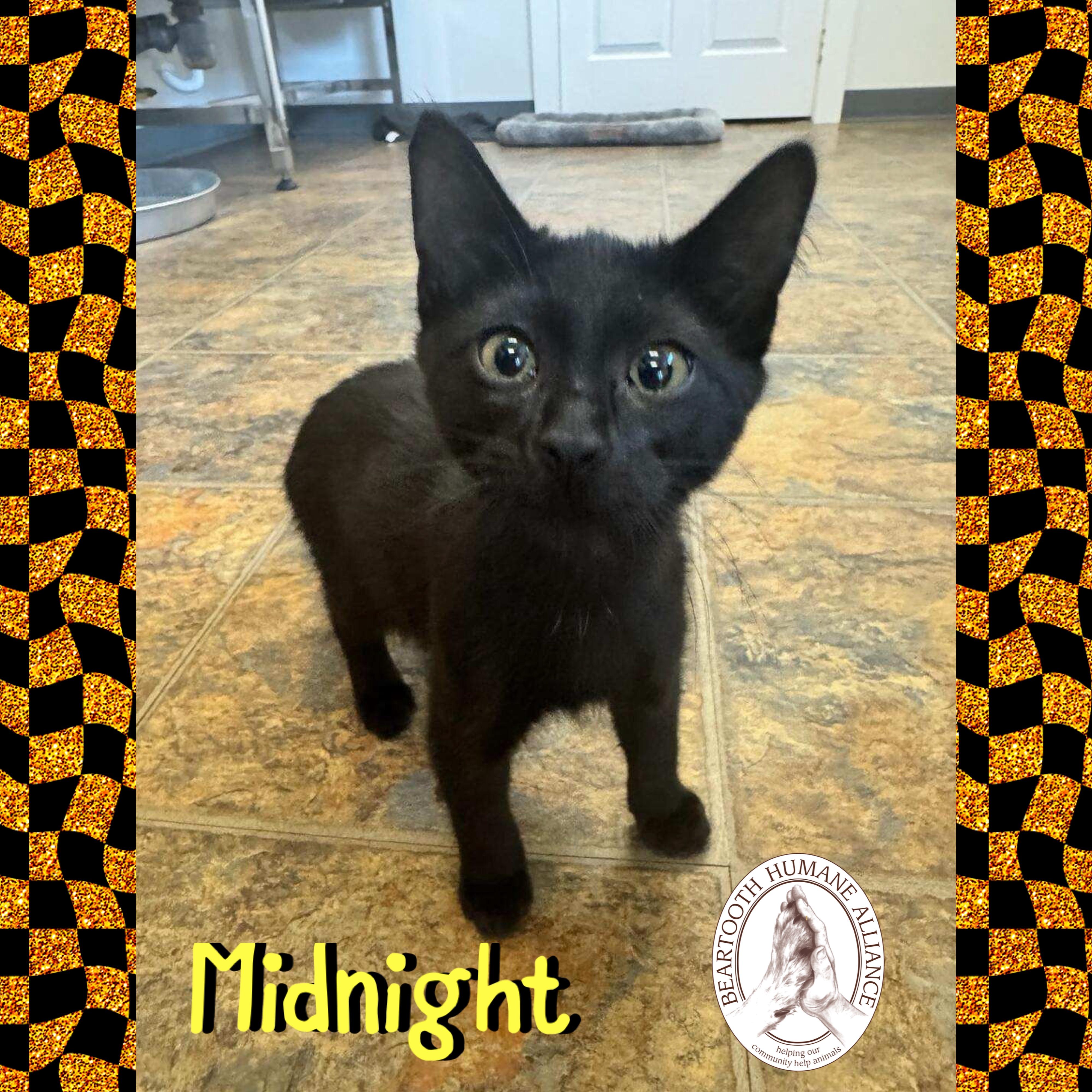 Midnight, a Adoptable mixed breed in Red Lodge, MT image 3/4
