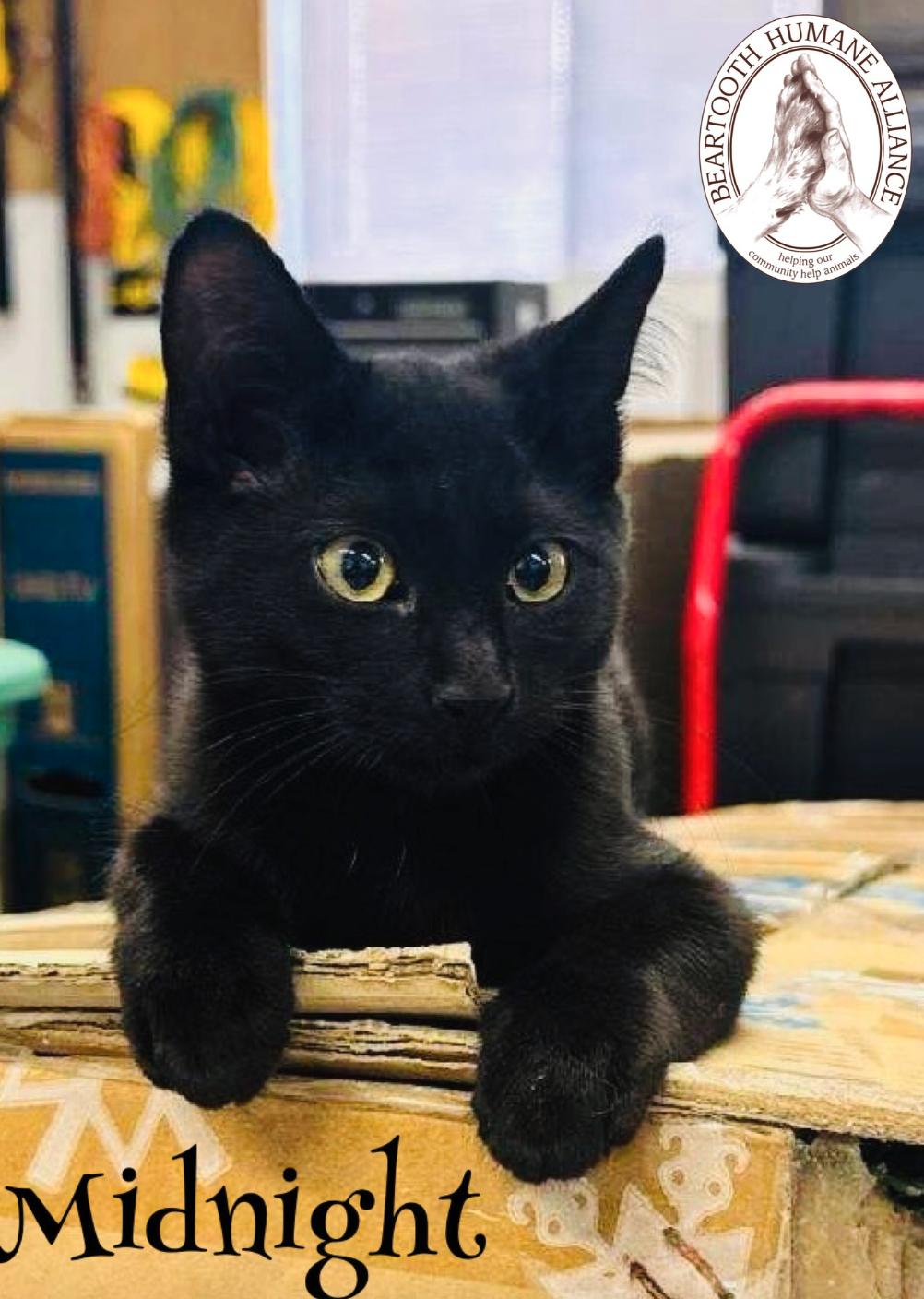 Midnight, a Adoptable mixed breed in Red Lodge, MT image 1/4