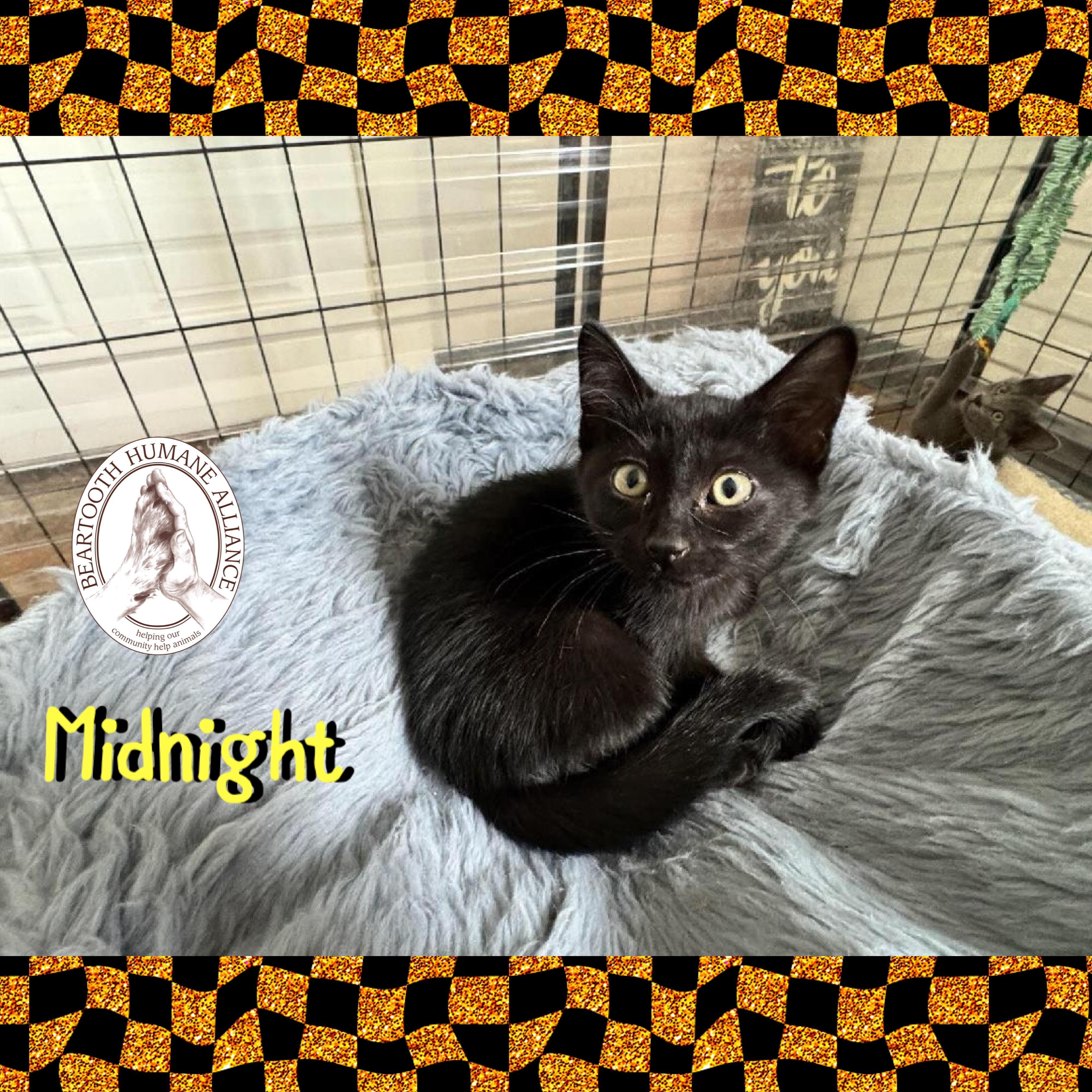 Midnight, a Adoptable mixed breed in Red Lodge, MT image 4/4