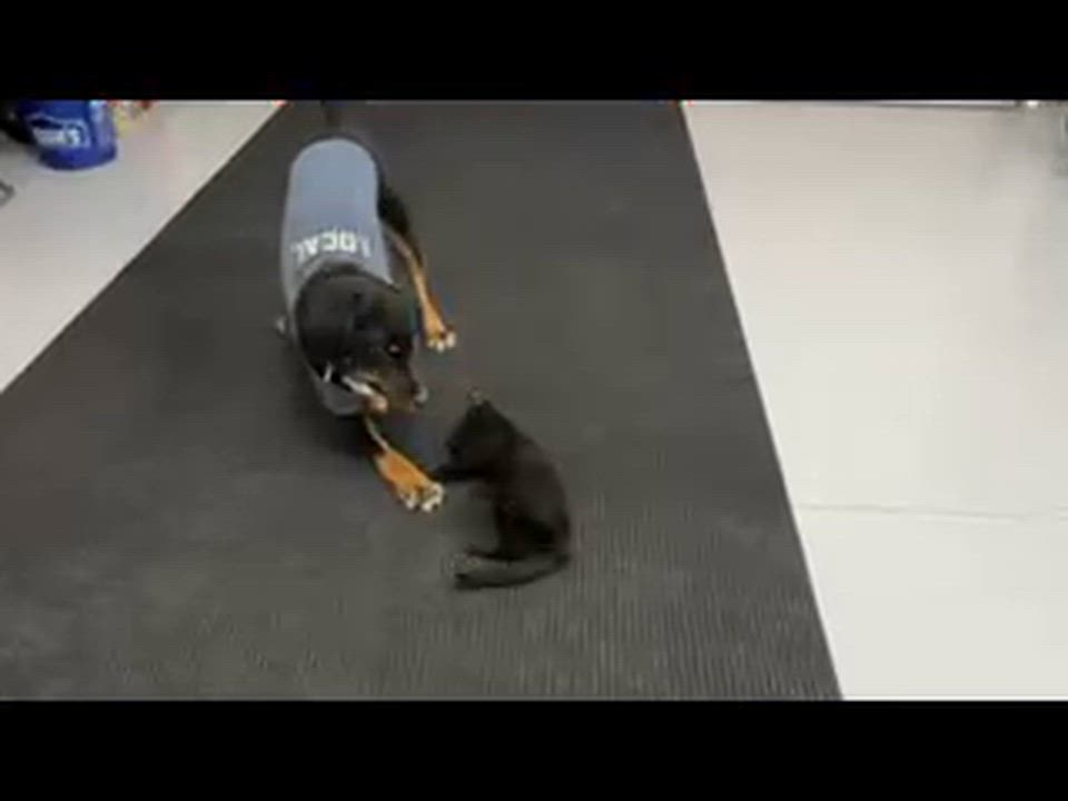 Enlarge Midnight, a Adoptable mixed breed in Red Lodge, MT video 2/4