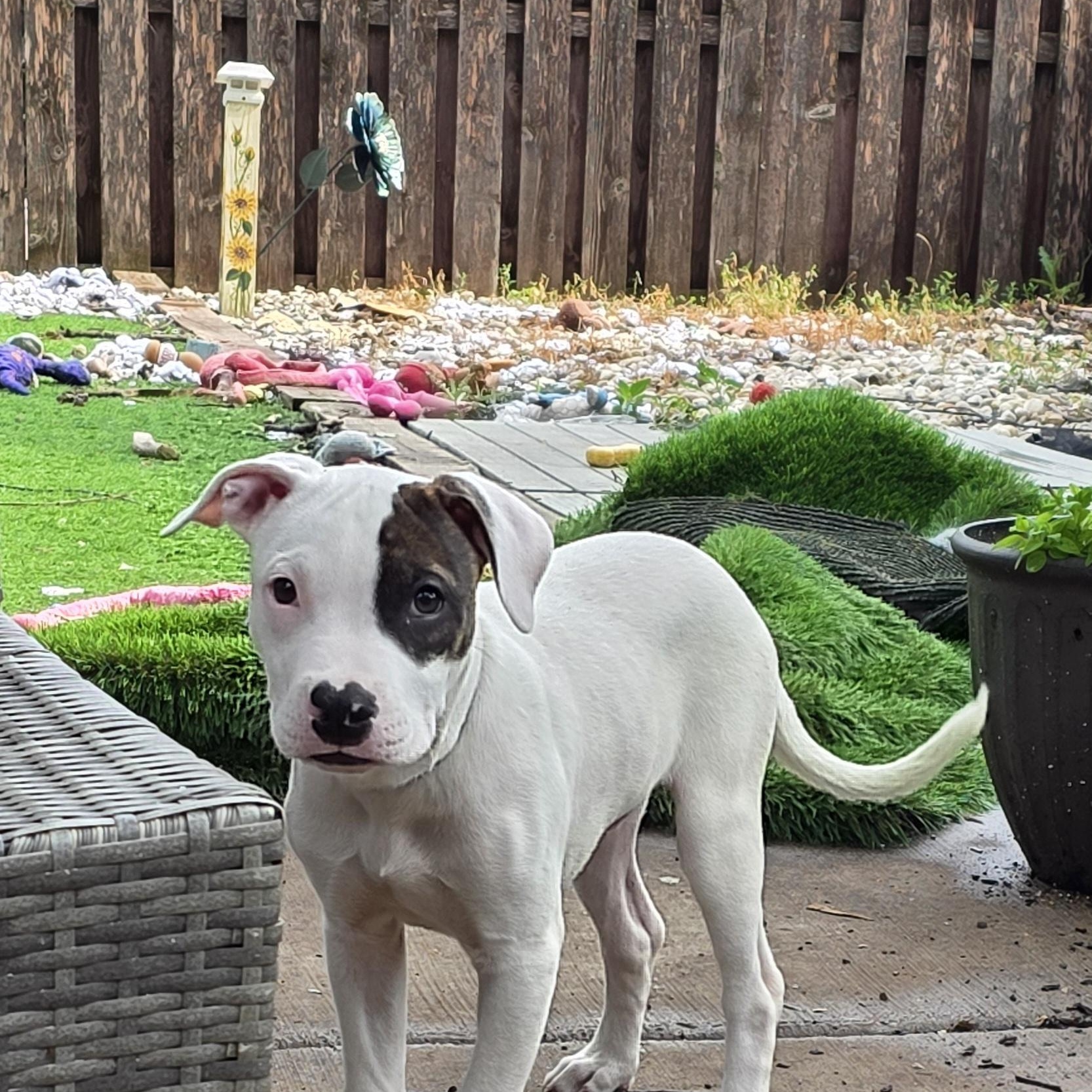 Gravy, a ADOPTABLE Pit Bull Terrier in Niles, IL image 2/4