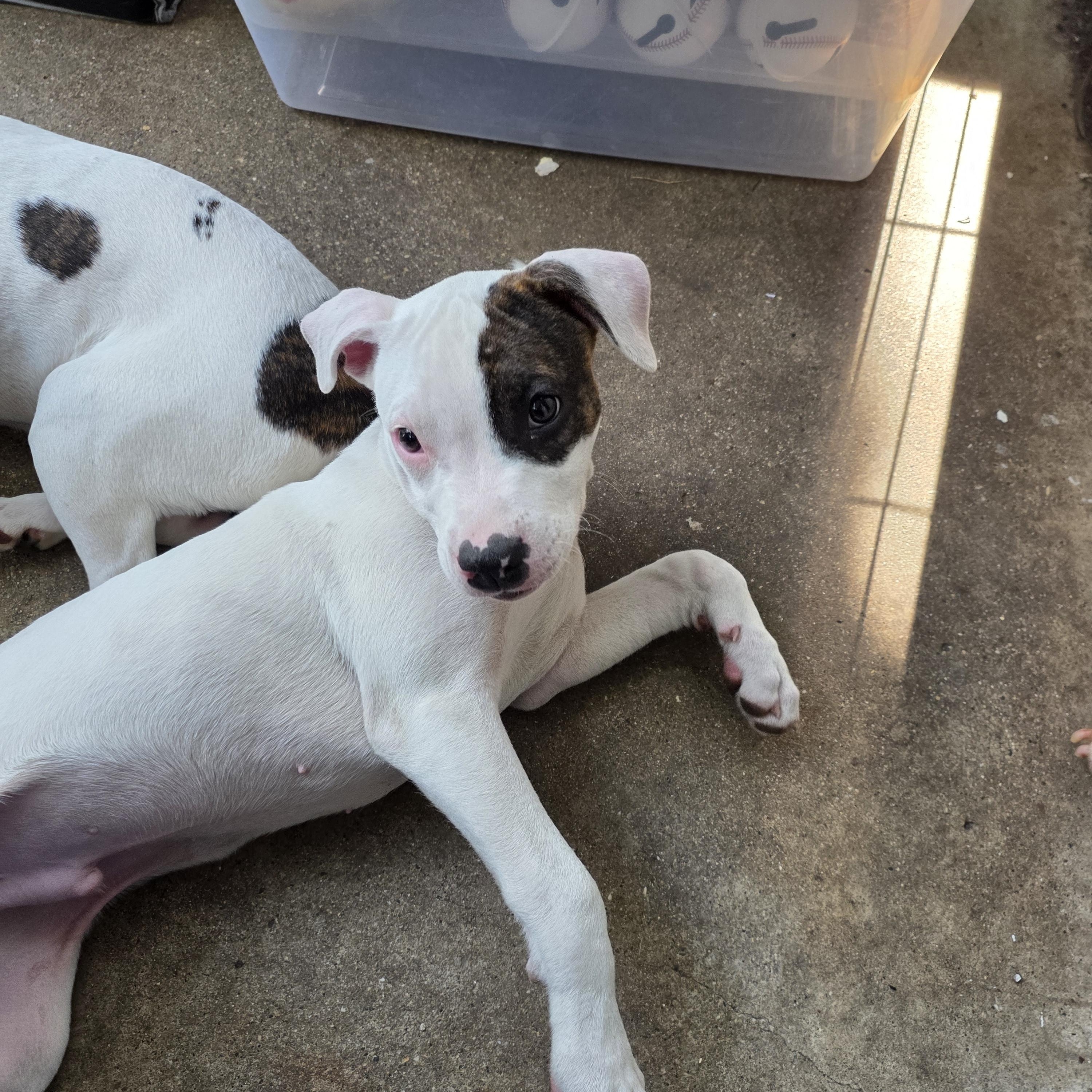 Gravy, a ADOPTABLE Pit Bull Terrier in Niles, IL image 4/4