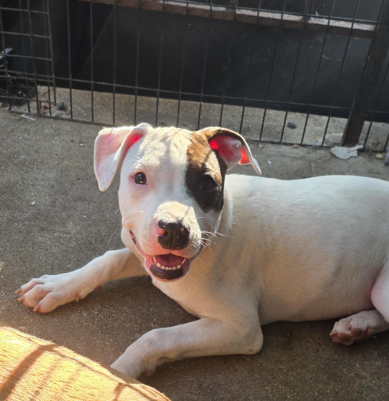 Gravy, a ADOPTABLE Pit Bull Terrier in Niles, IL image 1/4