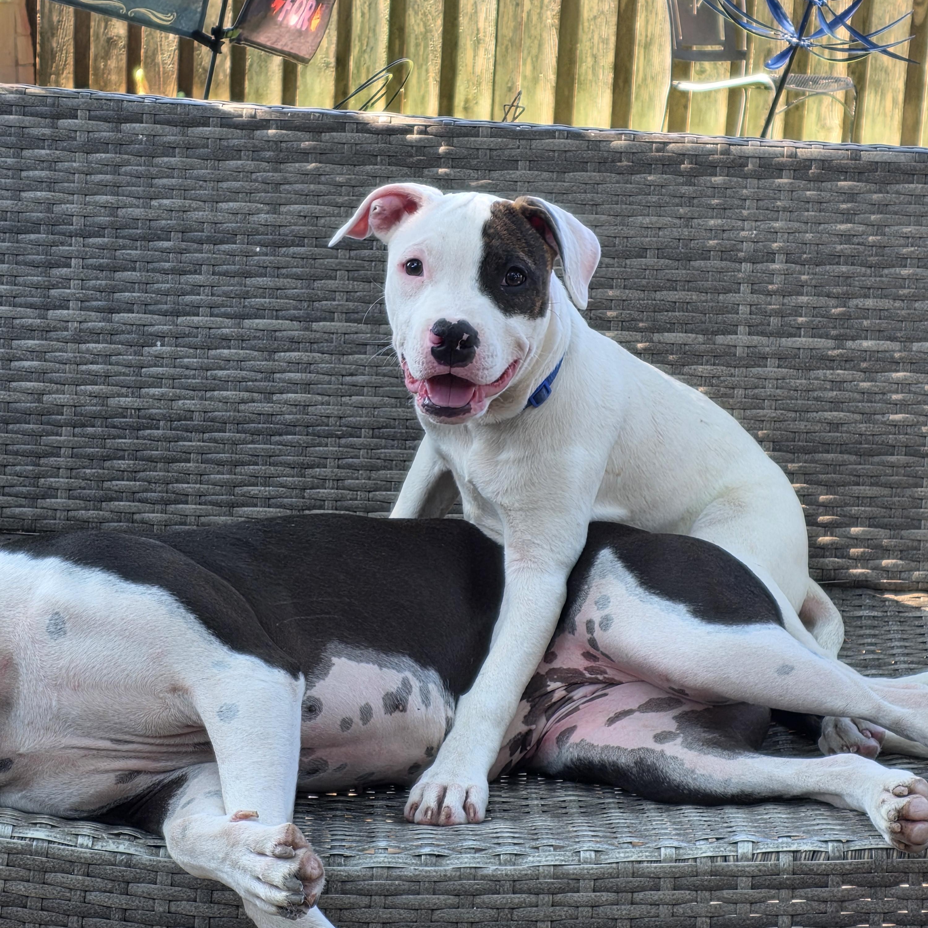 Gravy, a ADOPTABLE Pit Bull Terrier in Niles, IL image 3/4