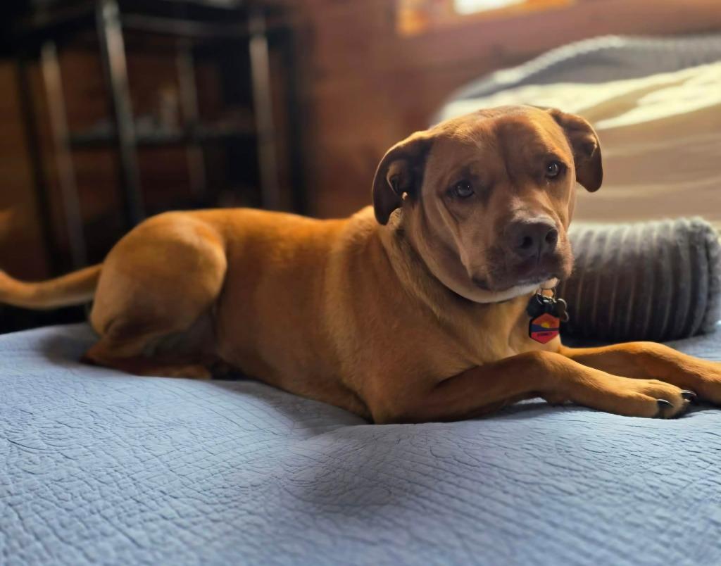 Enlarge Comet, a Adoptable Labrador Retriever in Viroqua, WI image 3/4