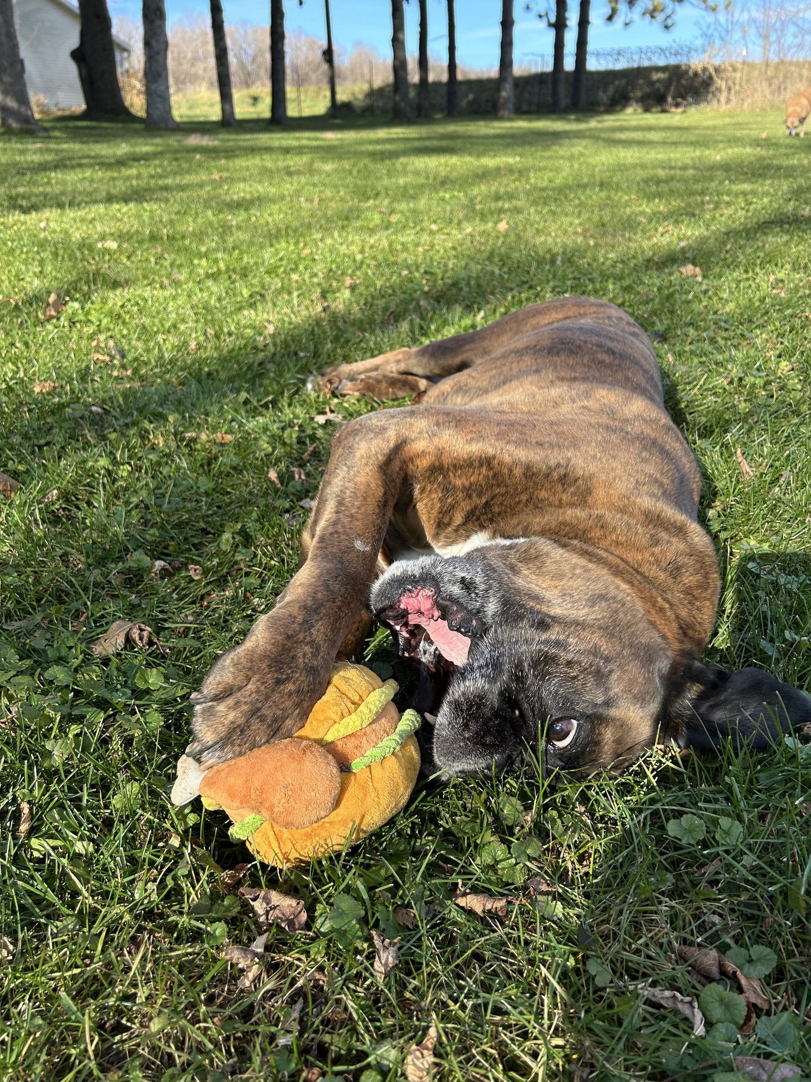 Enlarge Lou *Adoption Pending*, a Adoptable Boxer in Woodbury, MN image 1/3