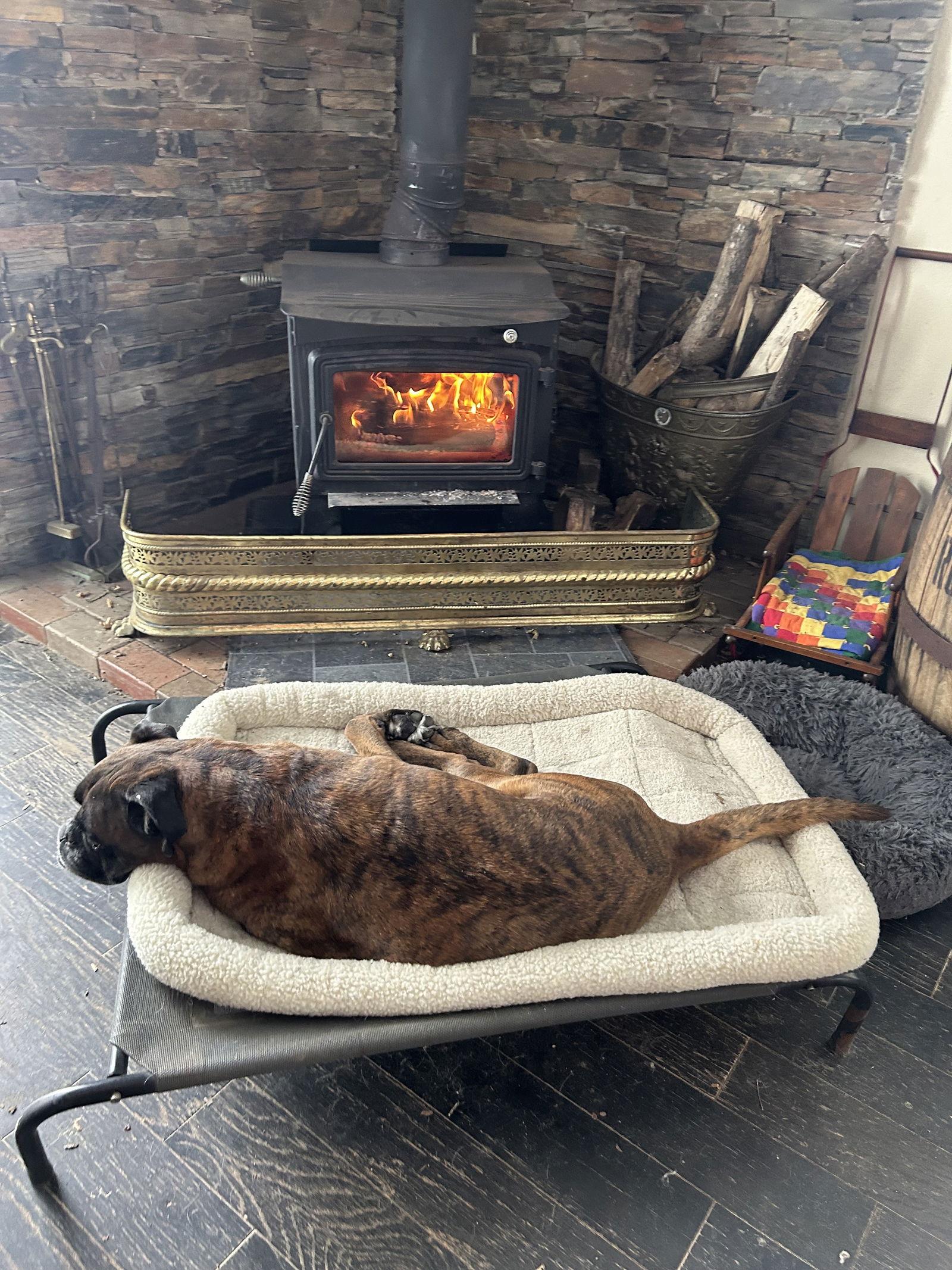 Lou, Adoptable, Senior Male Boxer.