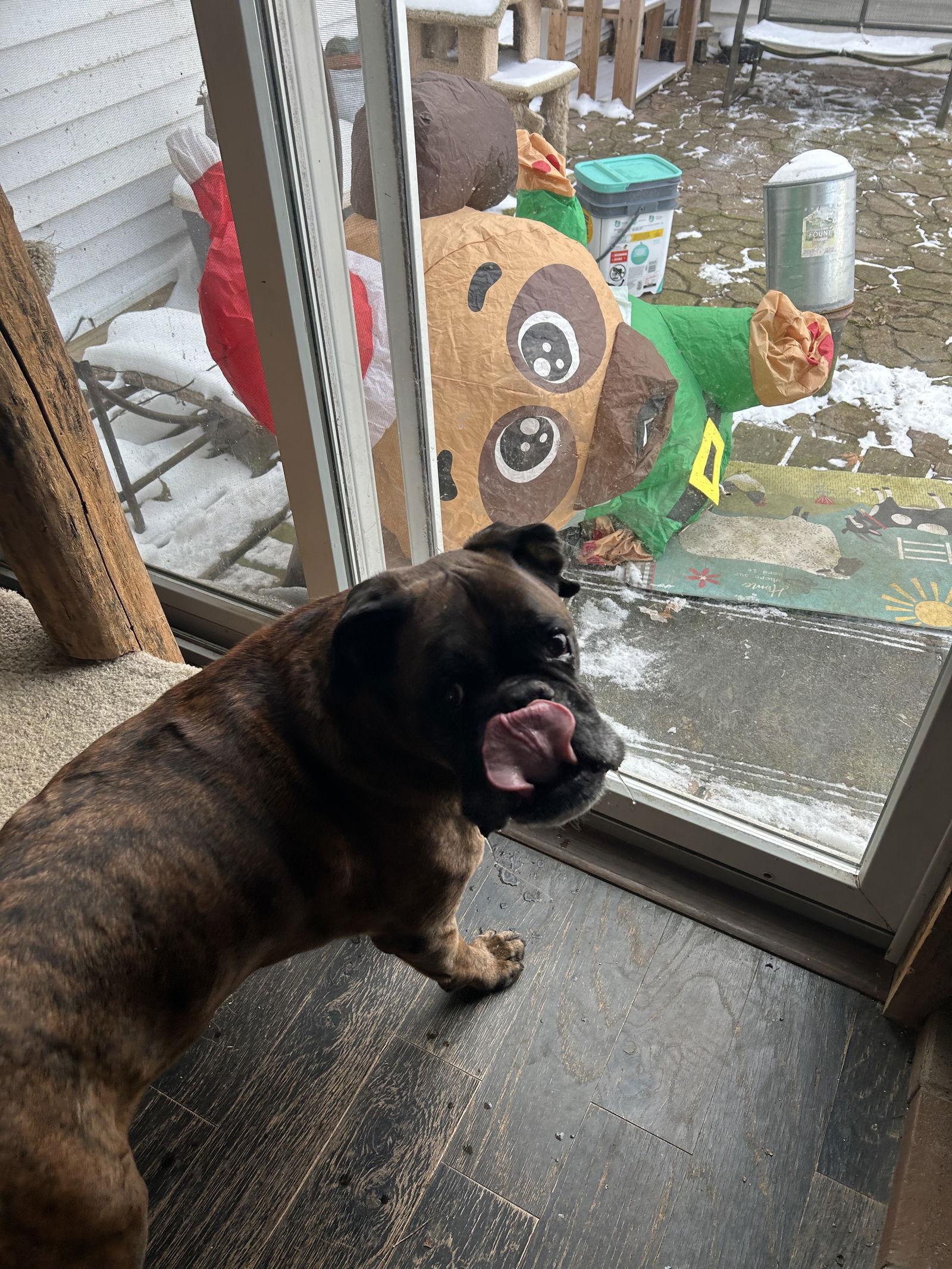 Enlarge Lou *Adoption Pending*, a Adoptable Boxer in Woodbury, MN image 2/3