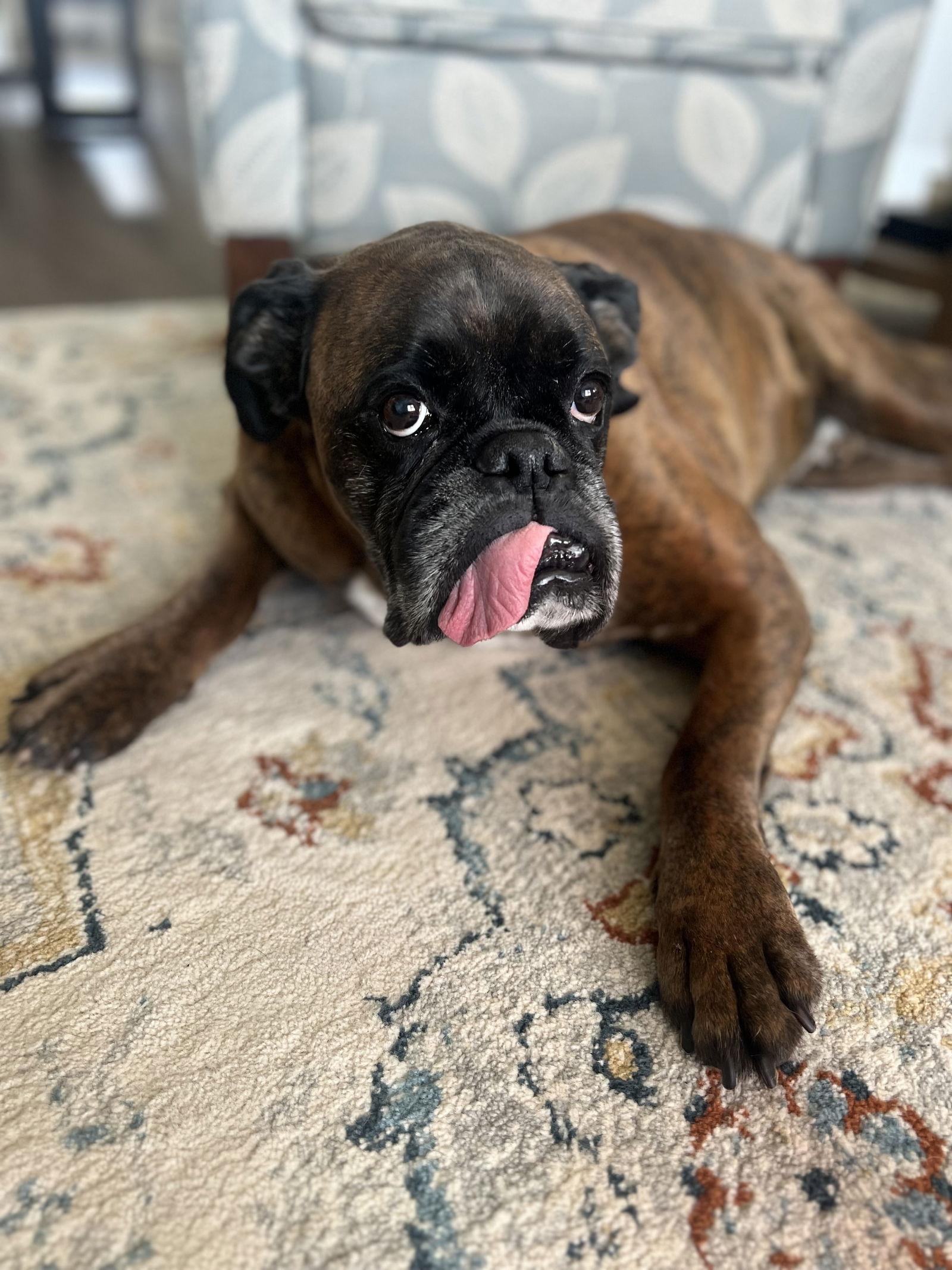 Enlarge Lou, a Adoptable Boxer in Woodbury, MN image 1/1