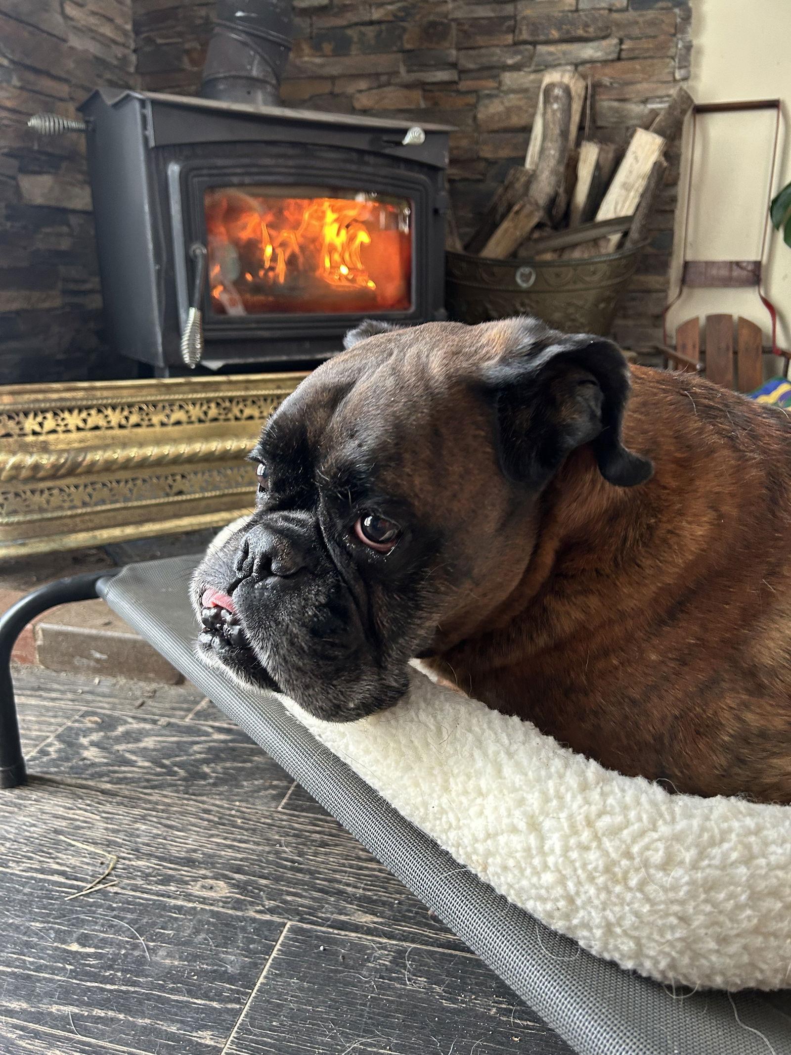 Enlarge Lou *Adoption Pending*, a Adoptable Boxer in Woodbury, MN image 3/3