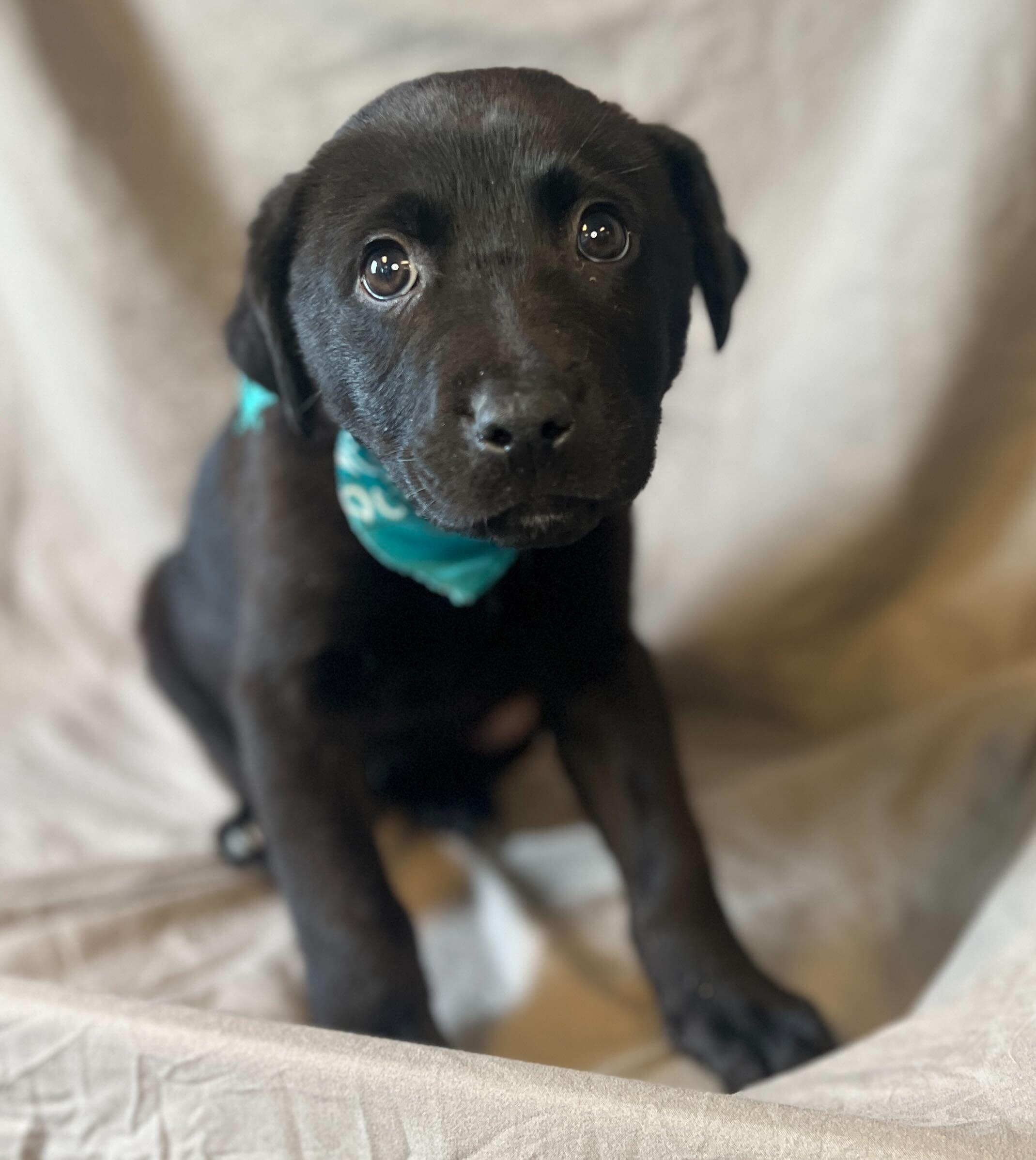 Treasure, adoptable, Puppy Female Mixed Breed.