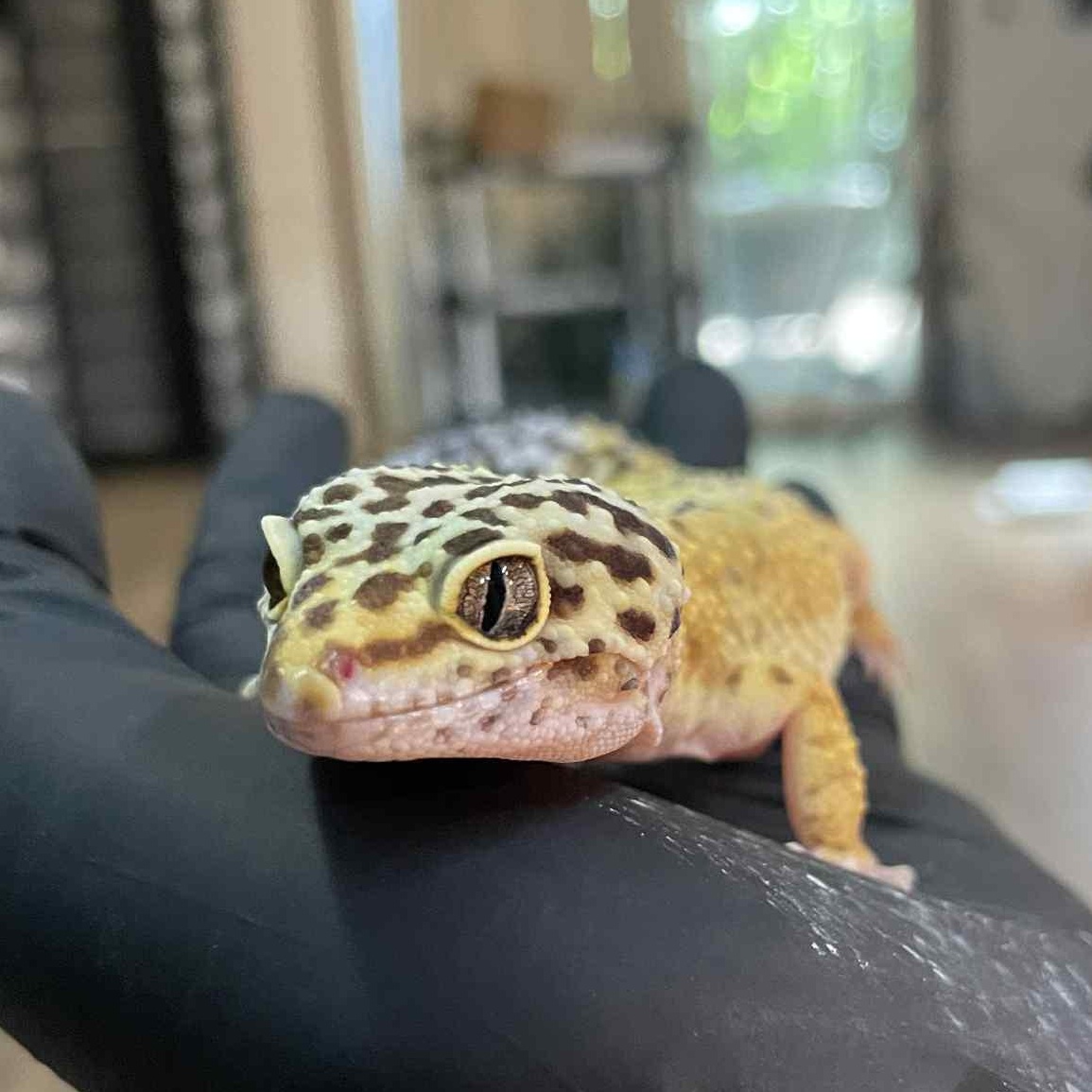 Raichu, Adult Female unknown