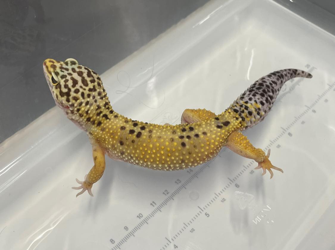 Raichu, Adult Female unknown