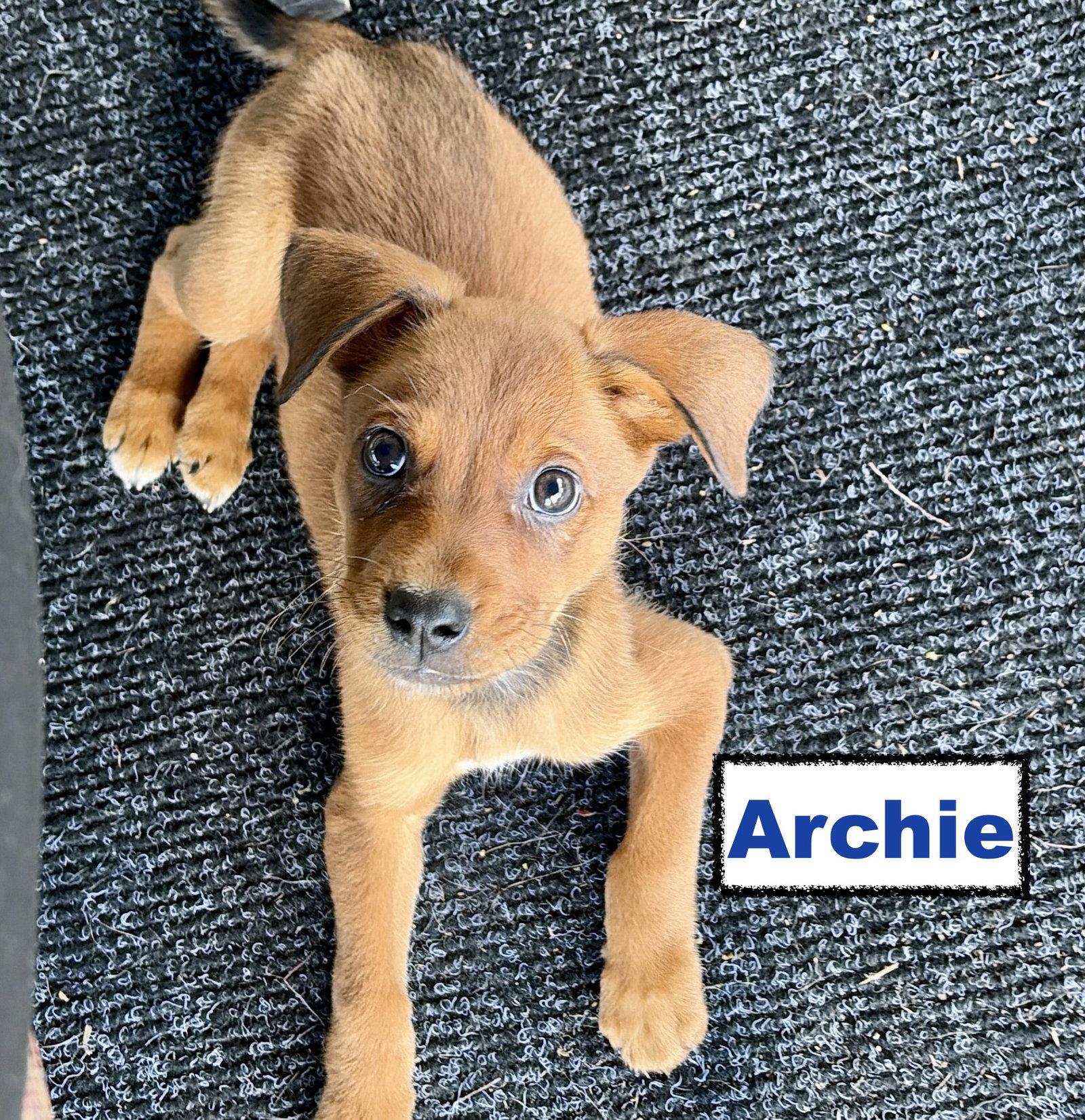 Archie, Adopted, Puppy Male Border Collie & Hound.