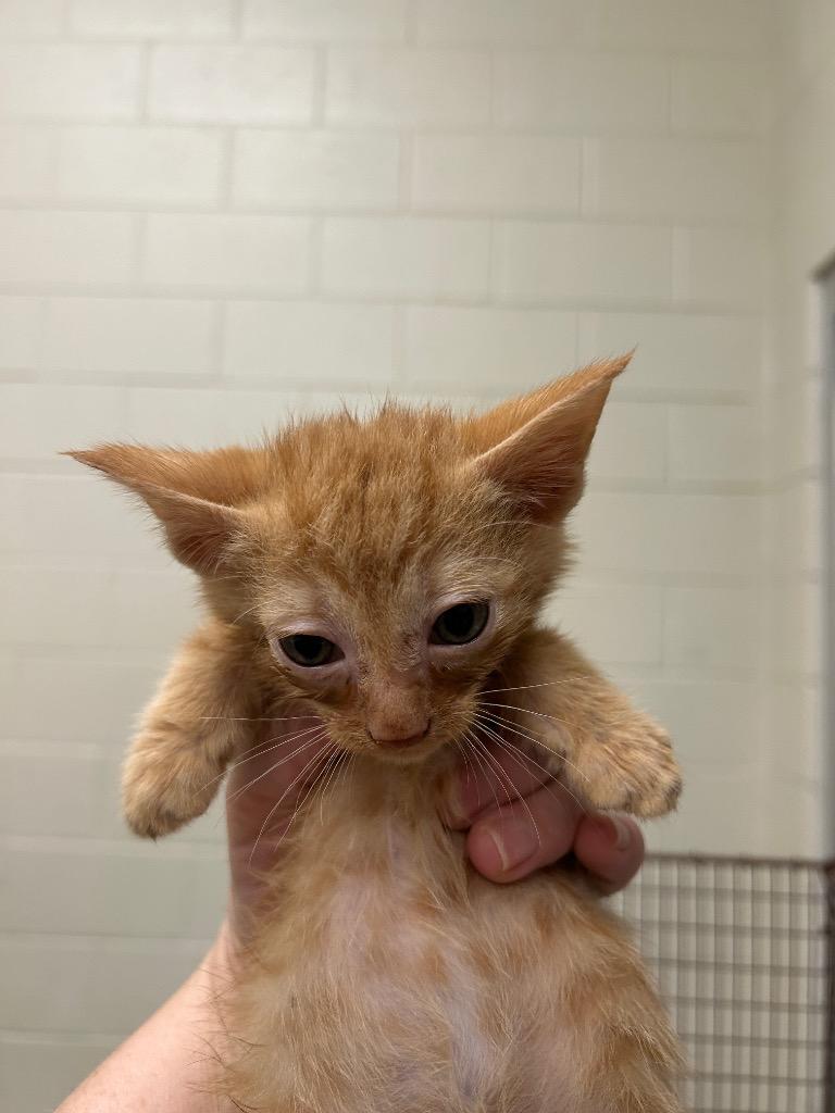 2026-03-069, Adopted, Kitten Male Domestic Short Hair.
