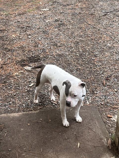 Ellie, Adoptable, Young Female Pit Bull Terrier.