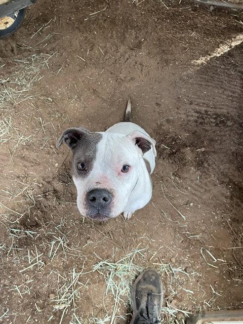 Ellie, a Adoptable Pit Bull Terrier in McArthur, CA image 2/3