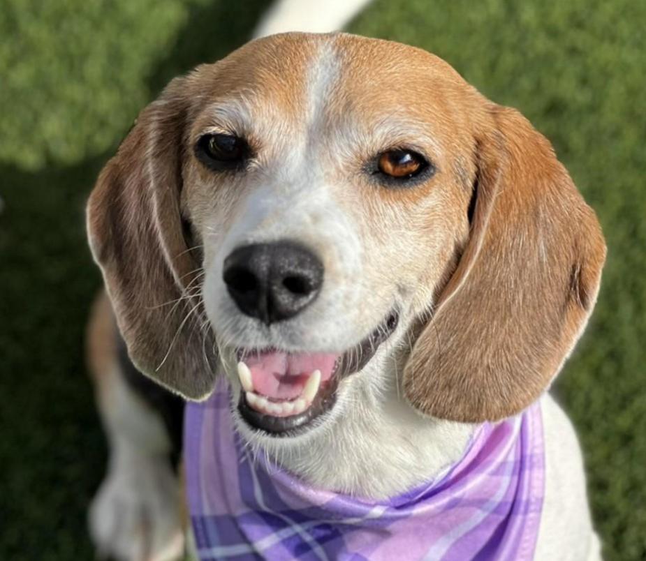 Macy - Wrinkles, wisdom, and a wagging tail - this beagle girl has it all!