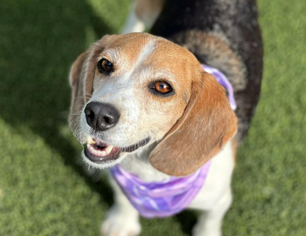 Macy - Wrinkles, wisdom, and a wagging tail - this beagle girl has it all!