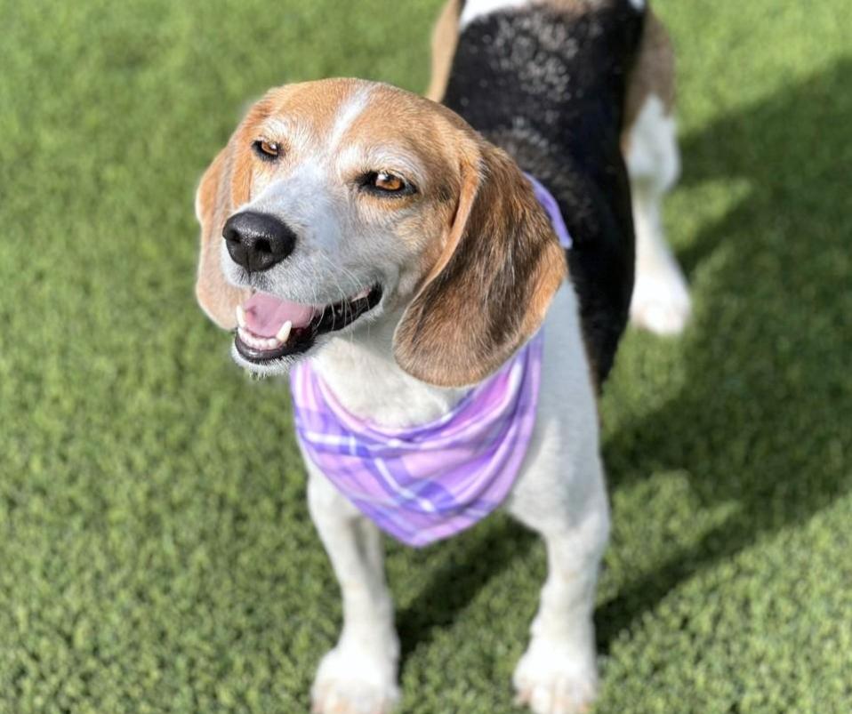 Macy - Wrinkles, wisdom, and a wagging tail - this beagle girl has it all!