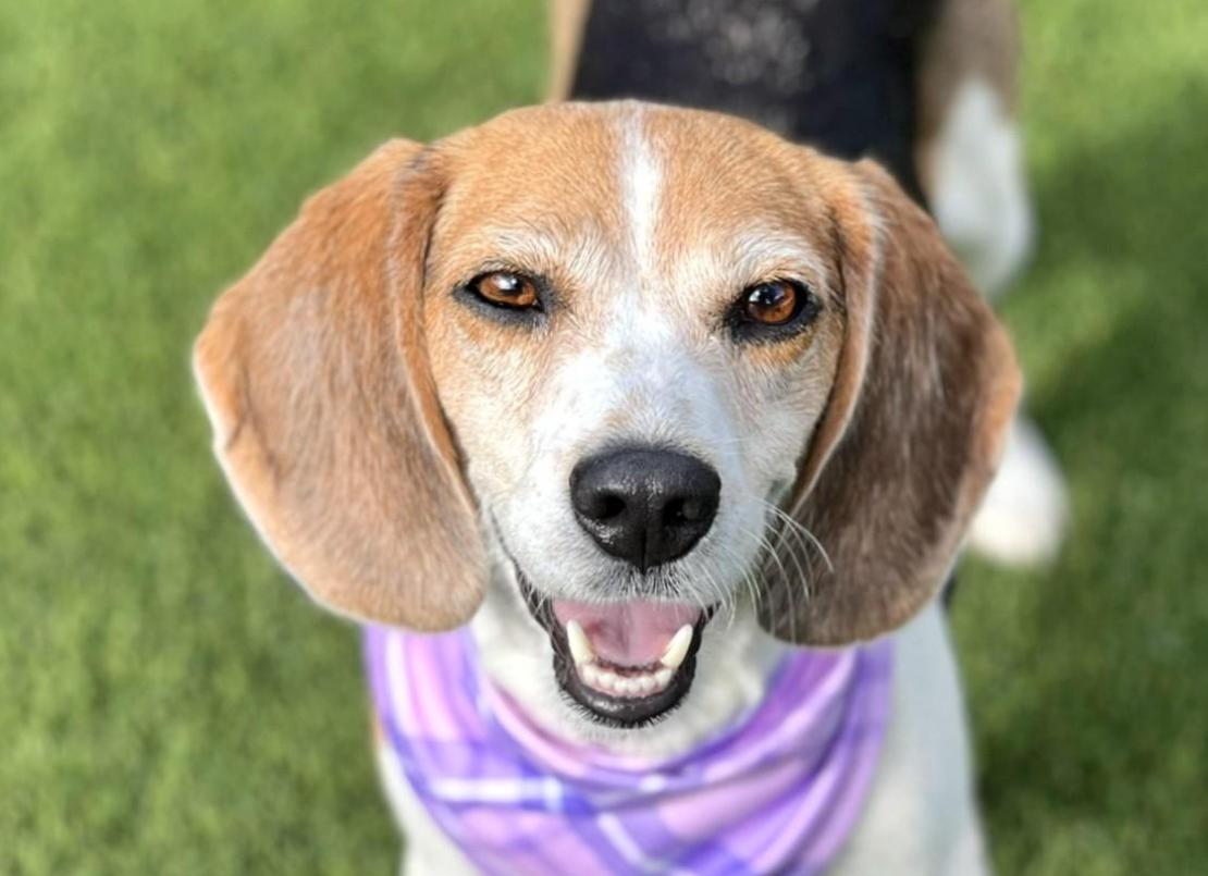 Macy - Wrinkles, wisdom, and a wagging tail - this beagle girl has it all!