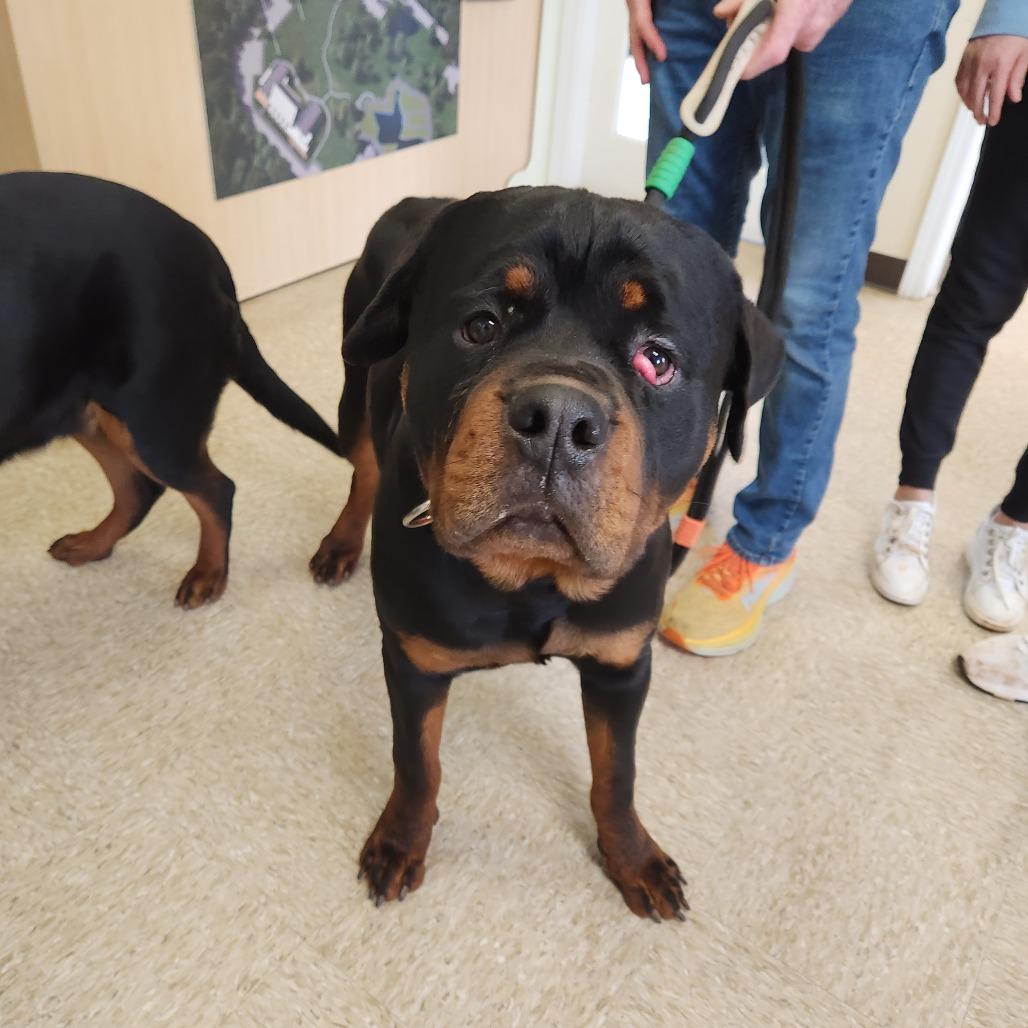 Cola 22383 — thumbnail 2