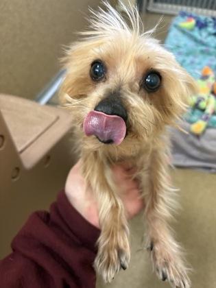 Ollie/ Iko Bonded pair, Adoptable, Senior Male Yorkshire Terrier & Mixed Breed.
