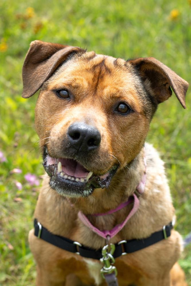 Maggie, Adoptable, Adult Female Mixed Breed.